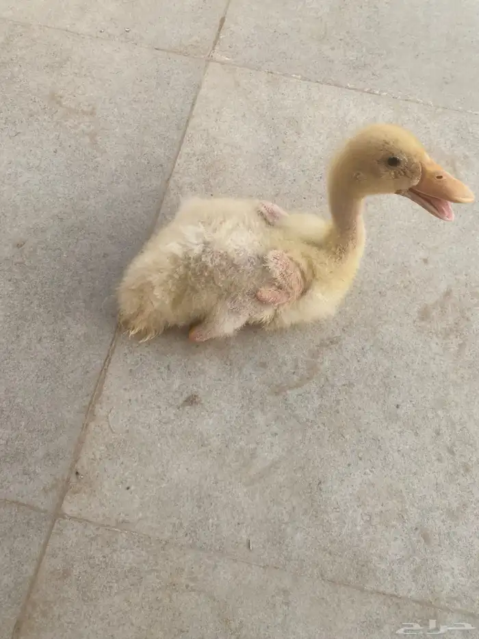 بط للبيع 1