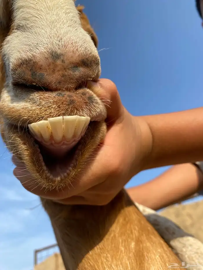 عنز متاومه للبيع 2