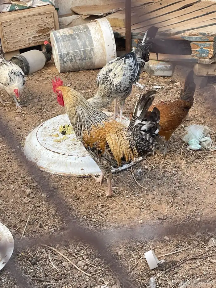 دجاج مع فروج 1