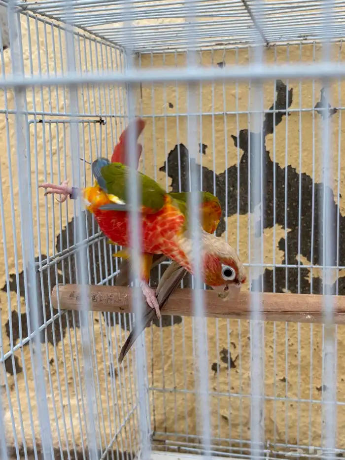 ذكر كنيور اناناس 2