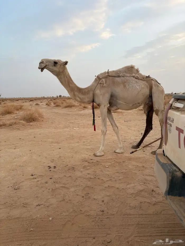 ست عشاير صوالح على جميع الشروط 6
