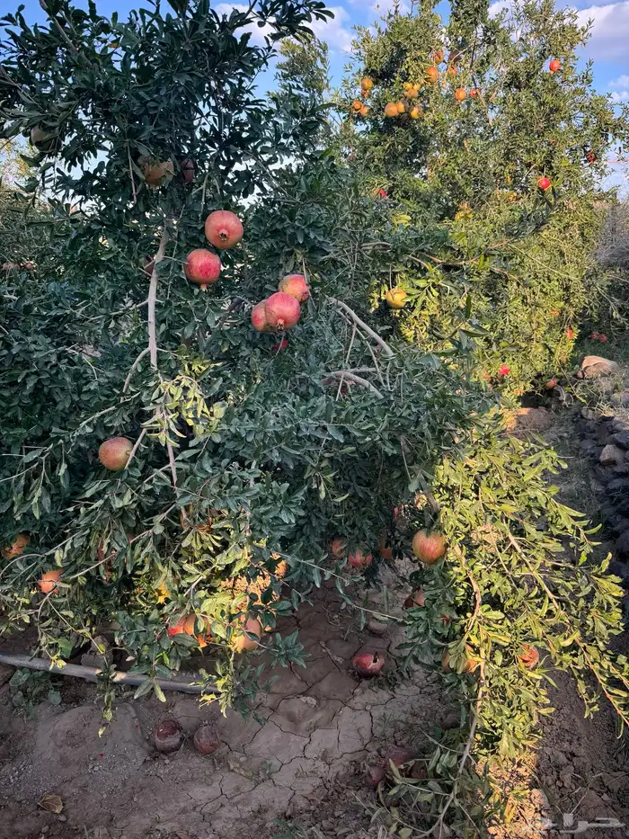 محصول مزرعتين رمان للبيع بجوف ال معمر 1