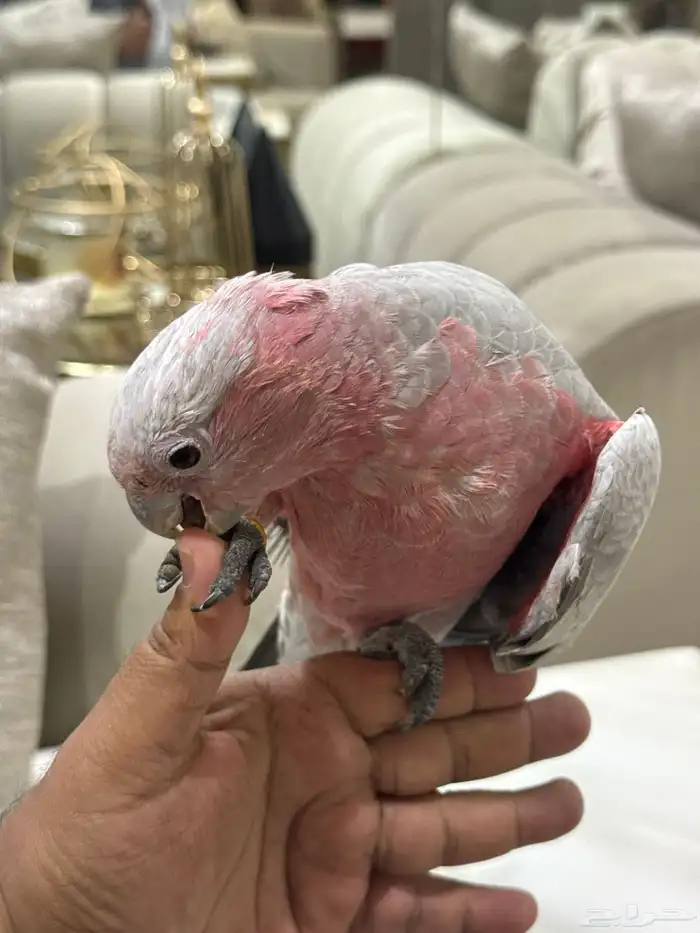فرخ كوكاتوا قالا 1