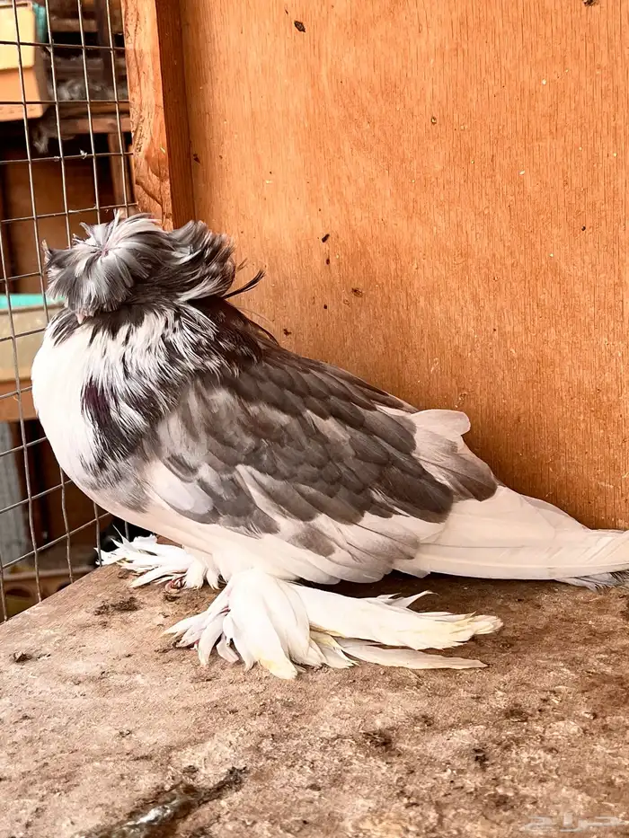 طبة بخارة 8