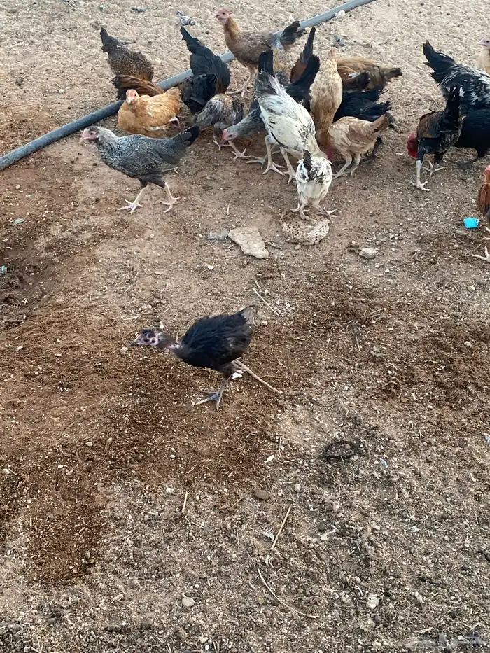 فروخ دجاج 4