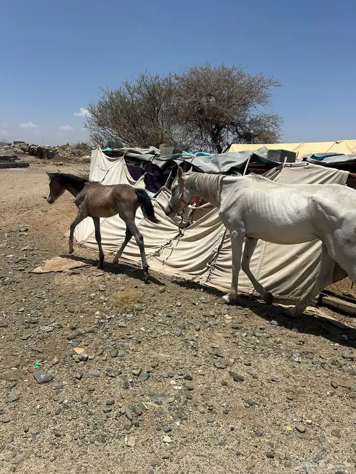 خيل (حصانين وفرس ومهرها) 5