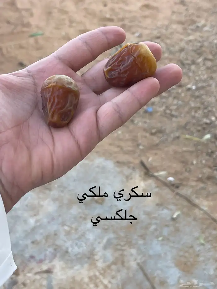 تمر سكري وحلوه ومكتومي 1