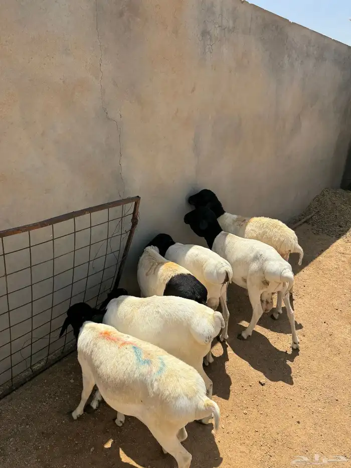 برابر مرابي وطيبه 0