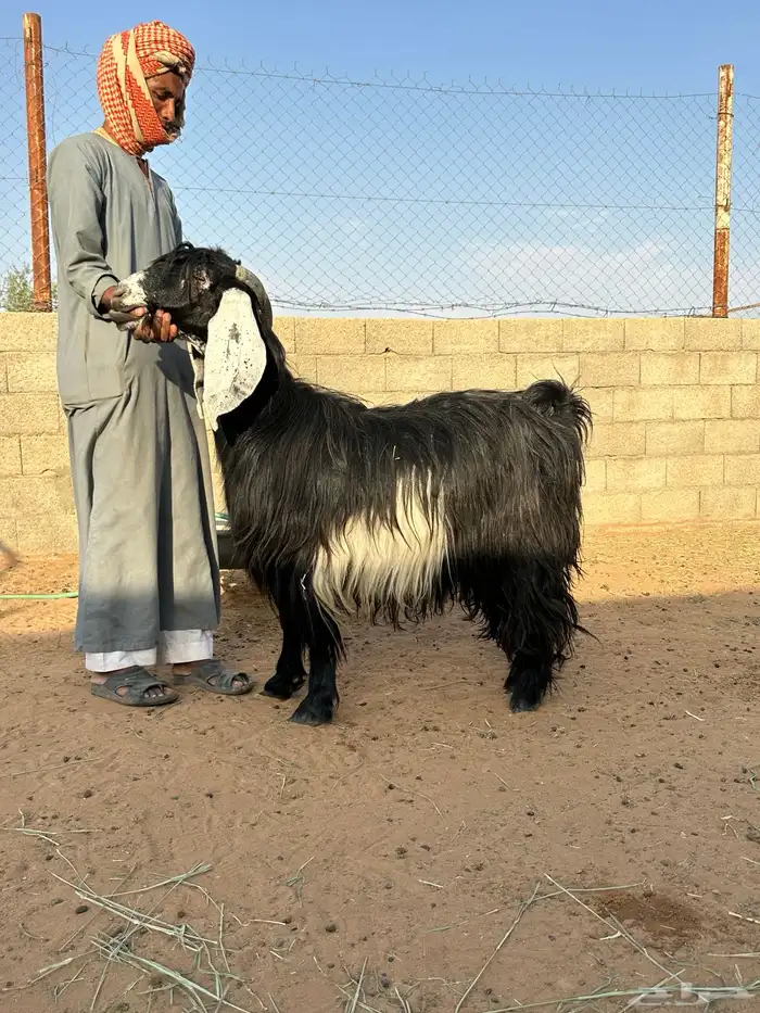 معز عوارض جرومه كبار 0