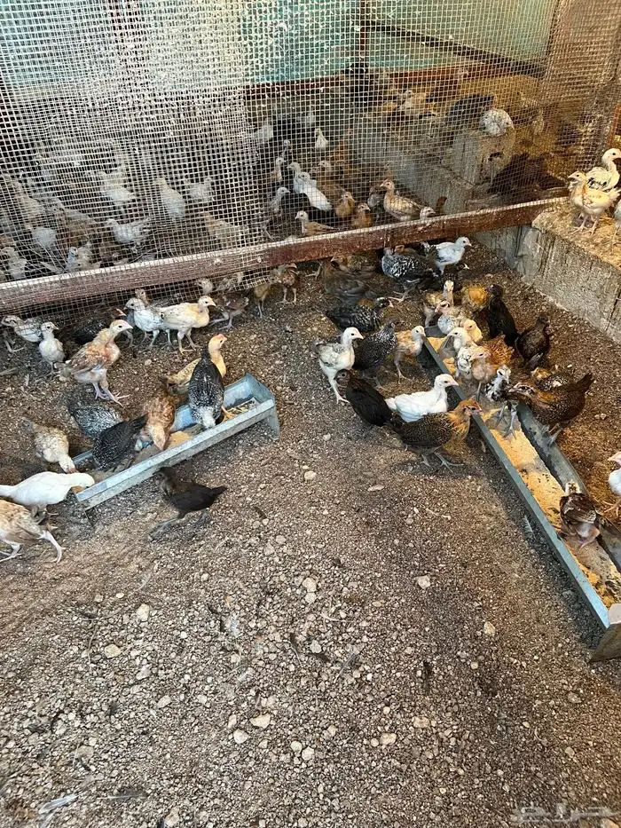 صيصان دجاج مشكل تم البيع 1