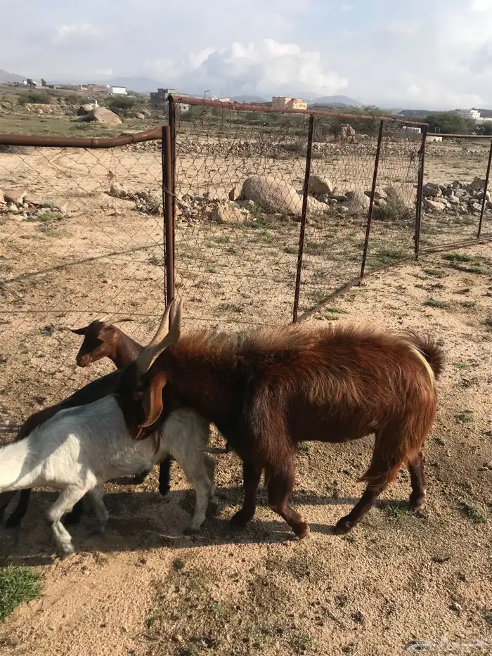 للبيع اربع عنقاق وفحلها 2