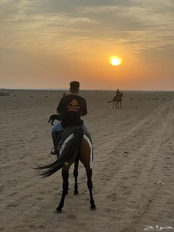 خيل 14