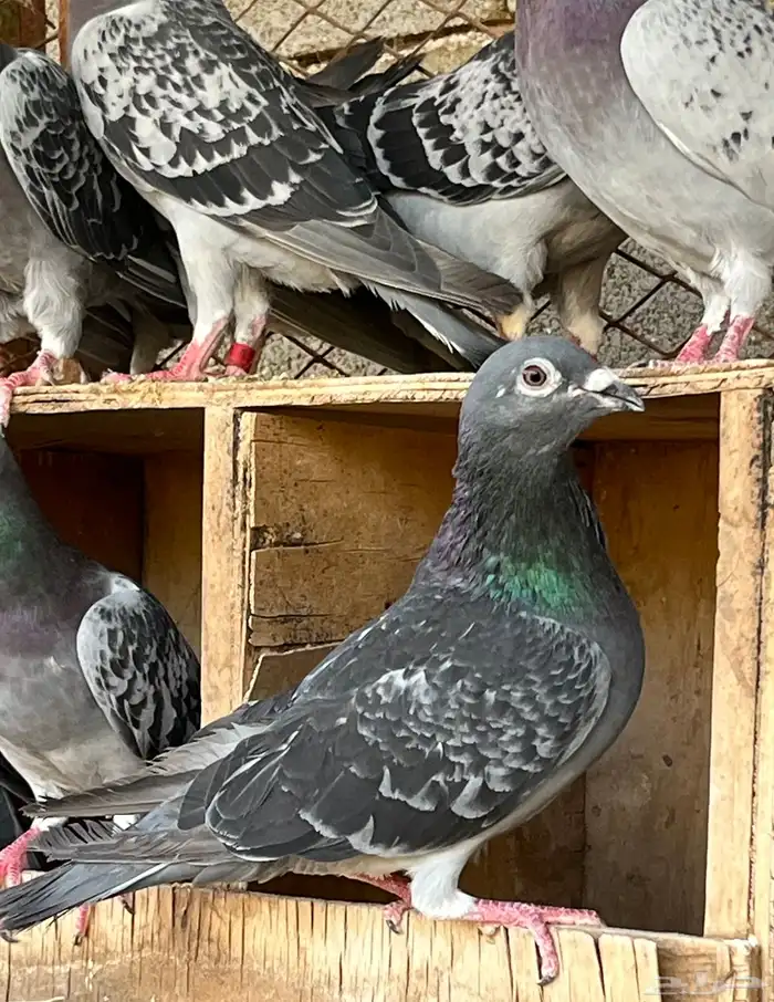 زواجل سباق فاخره 3