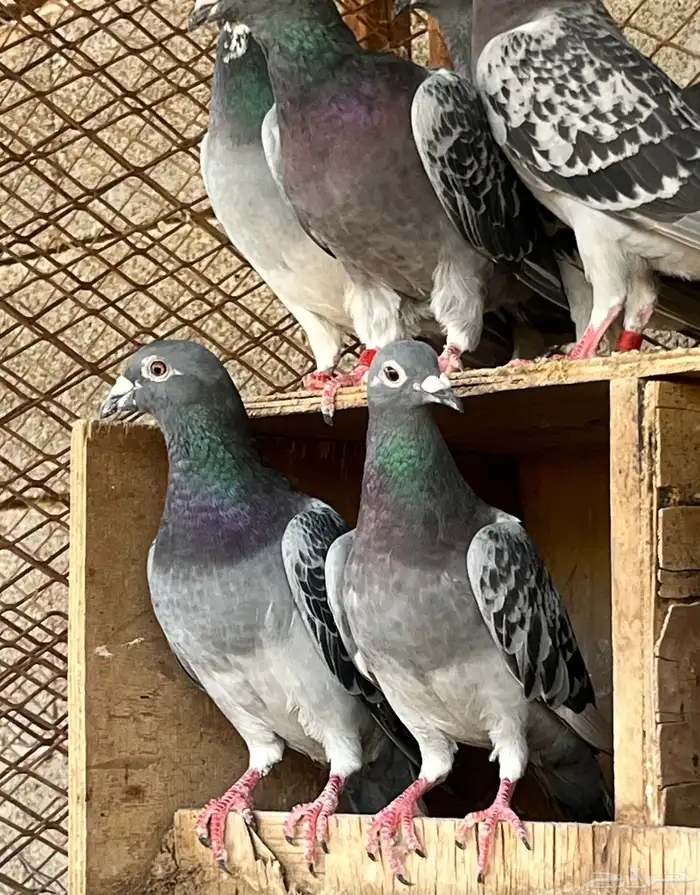 زواجل سباق فاخره 1