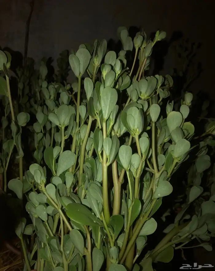 رجله عضويه 0
