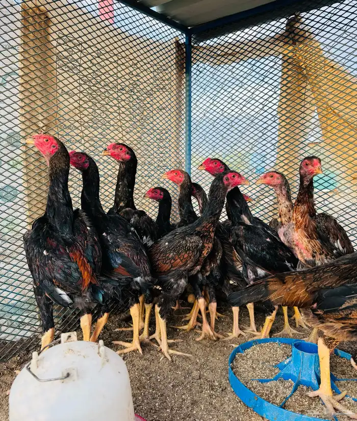 فروخ شامو ياباني (تم البيع ) 0