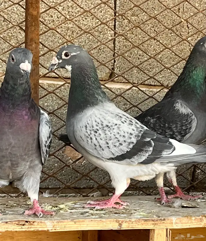 زواجل سباق فاخره 8