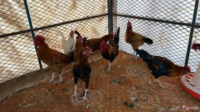 للبيع ديكه بلديه 2