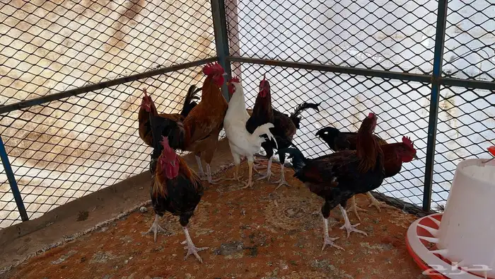 للبيع ديكه بلديه 0