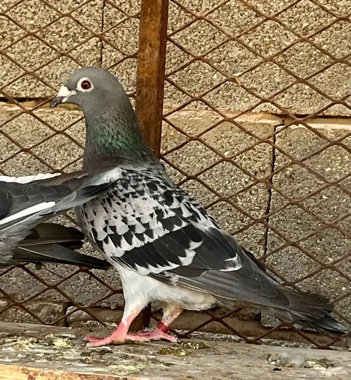 زواجل سباق فاخره 12
