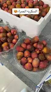 اوفر سكرية المذنب وأوصلها لك بالمذنب وخارجها 0