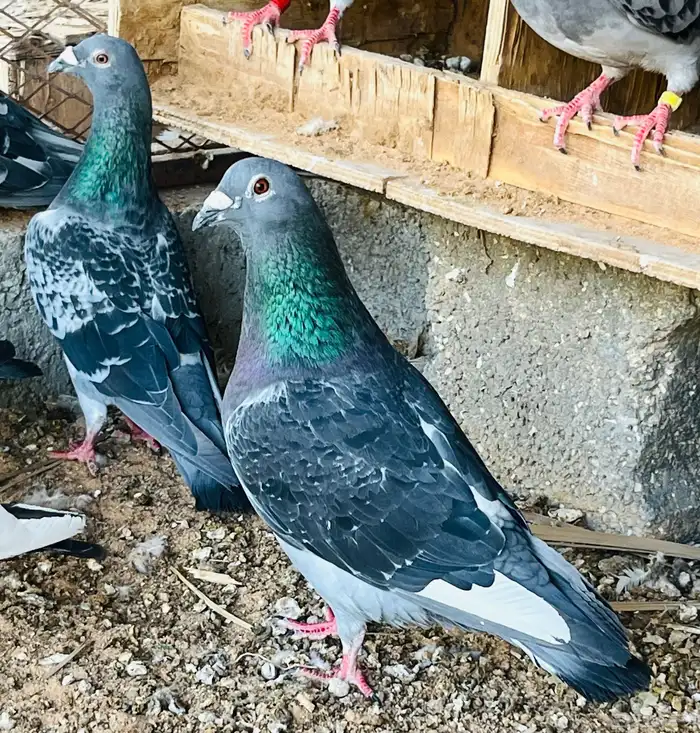 زواجل سباق فاخره 5