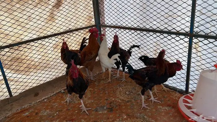 للبيع ديكه بلديه 5