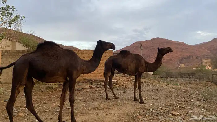 ثلاث نياق مهاجيم للبيع 3