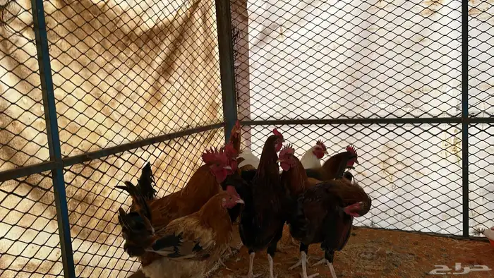 للبيع ديكه بلديه 9