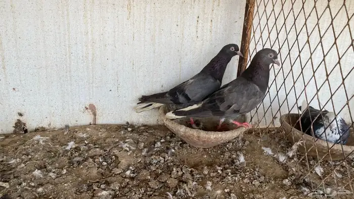 حمام قطايف 4