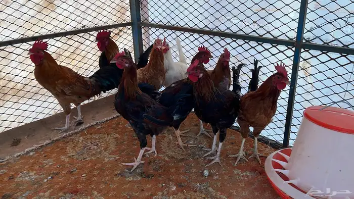 للبيع ديكه بلديه 6