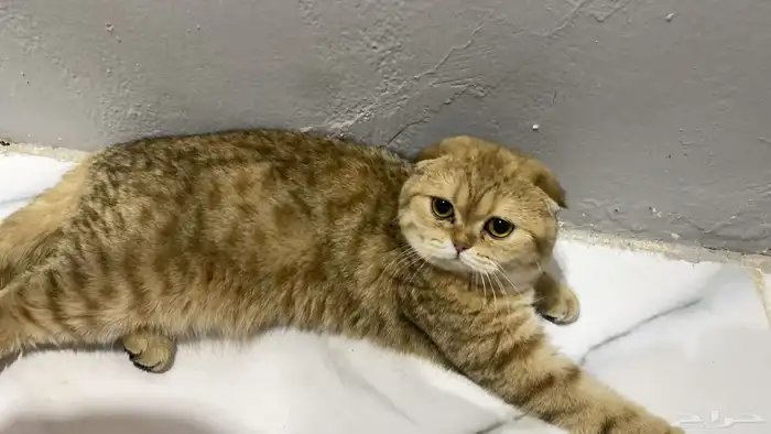 قطه للبيع 0