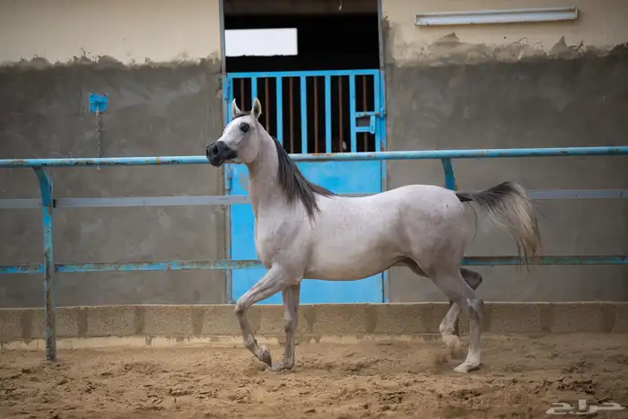 مهرة فاخرة 0