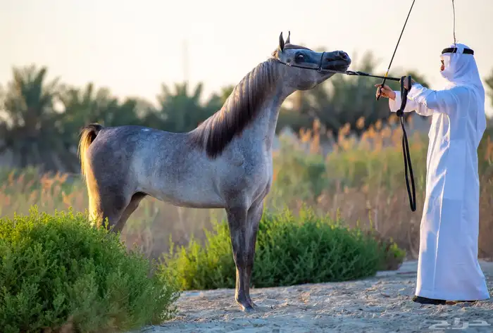 خيل جزيرية للبيع 1