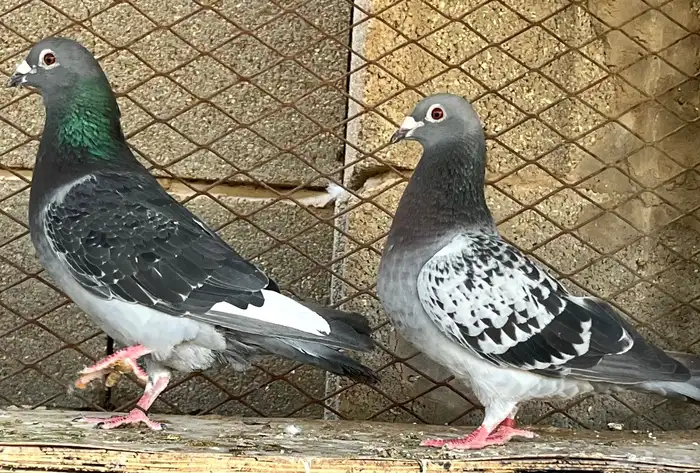 زواجل سباق فاخره 4