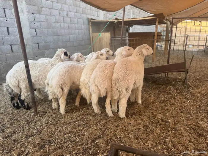طليان 2