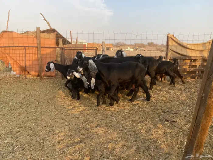 للبيع معزا عوارض صنف الصنف ولد بالفحل بهمها ذبايح 3