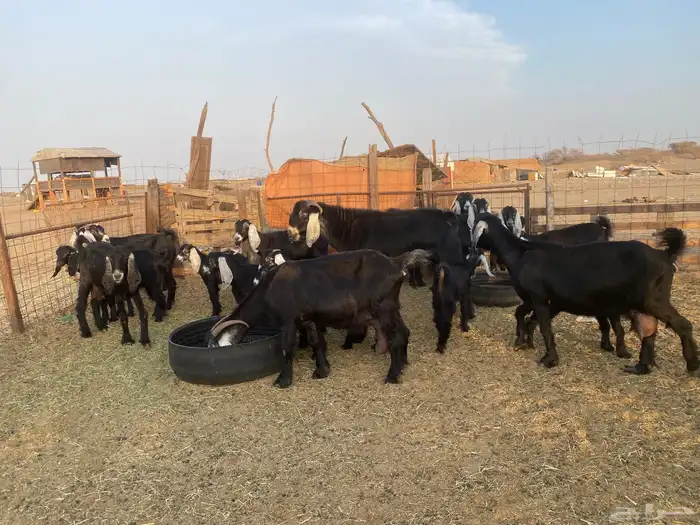 للبيع معزا عوارض صنف الصنف ولد بالفحل بهمها ذبايح 6