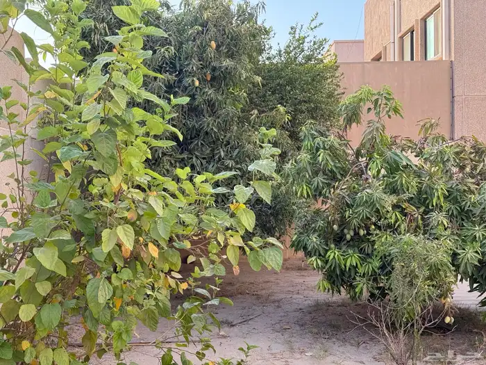 فله في موقع مميز قريبه من مركز الحاره والمسجد نافذ 5
