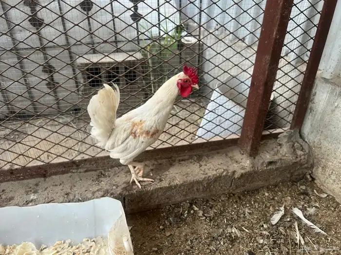 يوجد طقم دجاج اربع حبات 3 ابيض وحبة بني مع ديك ابيض للبيع 3