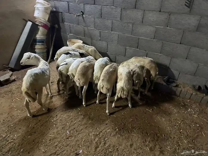 رفيديات جذعان شرط 6