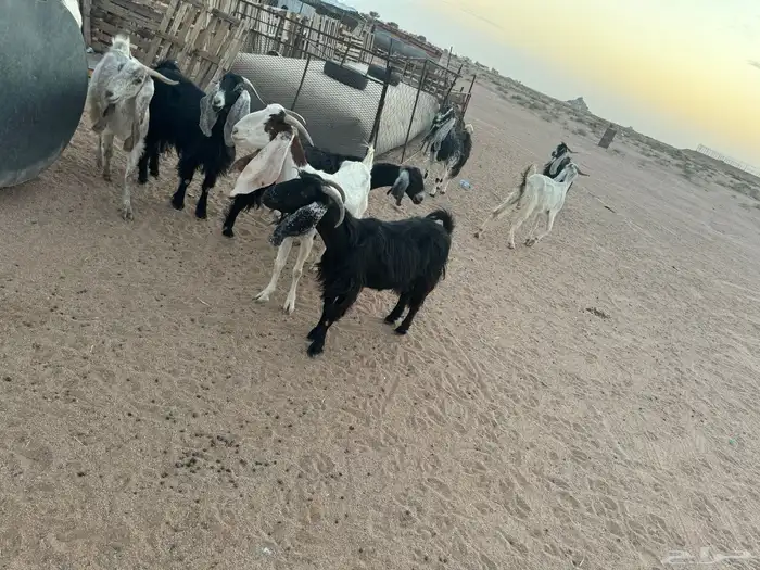 معزاء 3
