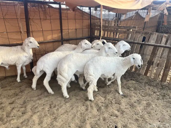 طليان 0