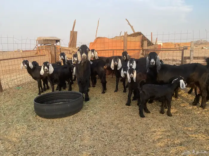 للبيع معزا عوارض صنف الصنف ولد بالفحل بهمها ذبايح 11