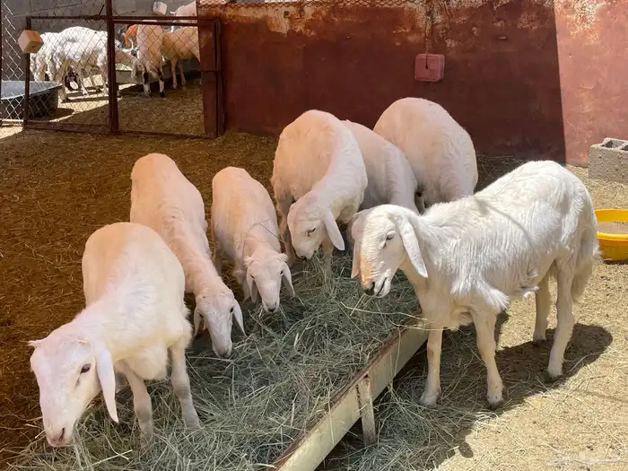للبيع 19 خروف و 3 تيوس 9