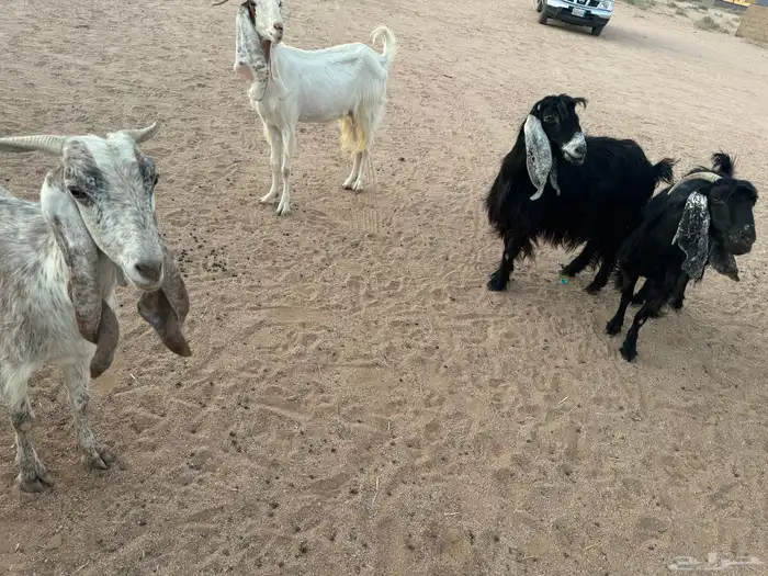 معزاء 2