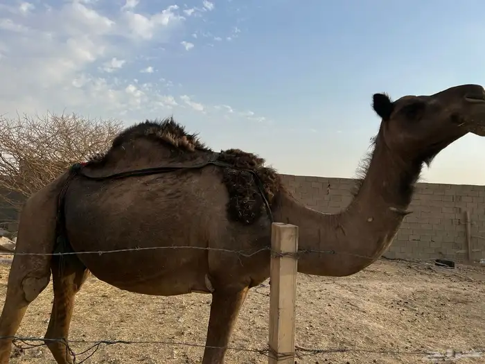خلفه ثنو تحتها بكره حقه 0