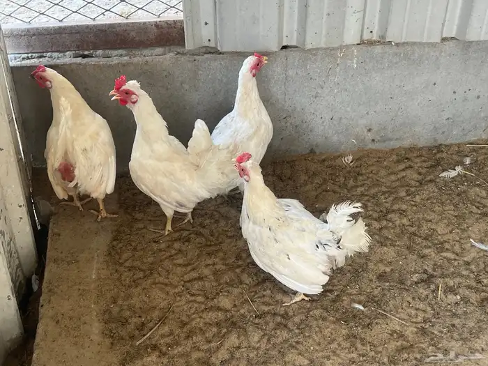 يوجد طقم دجاج اربع حبات 3 ابيض وحبة بني مع ديك ابيض للبيع 1