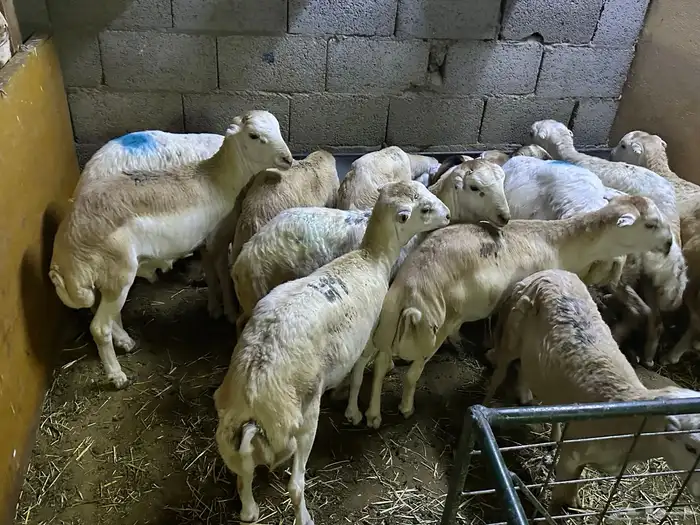 رفيديات جذعان شرط 11