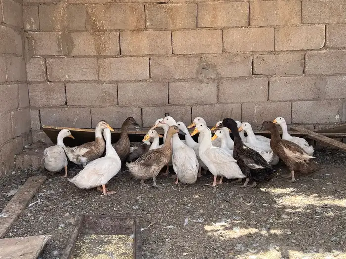 بط بكيني 1